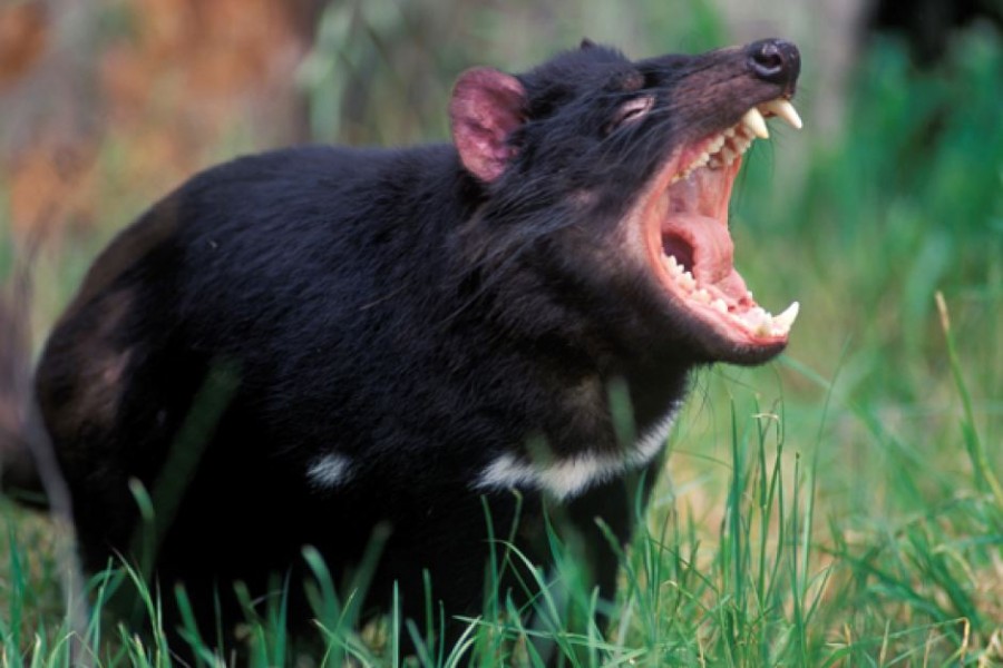 Tasmanian Devils Returns To Mainland Australia After 3,000 Years