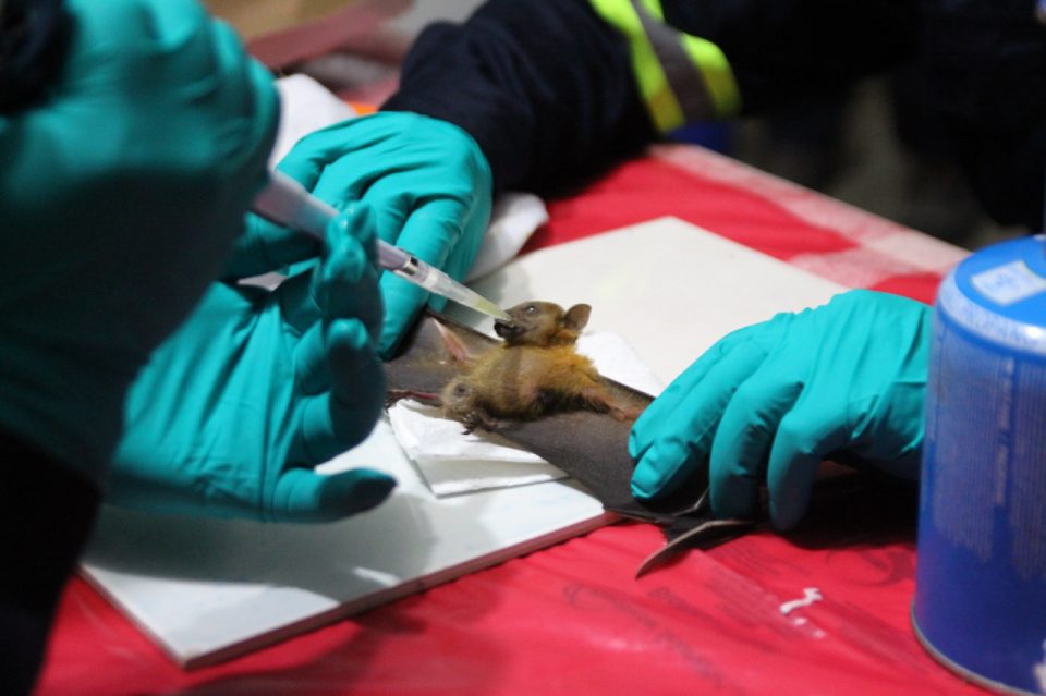 Chinese Researchers Discover New Coronaviruses In Bats