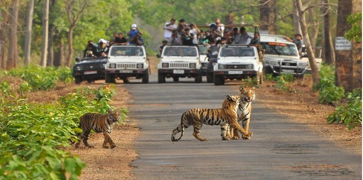 Zoos In India Closed After Covid Outbreak
